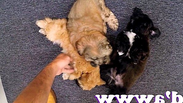 Чернокожая девушка трахает белого мужчину